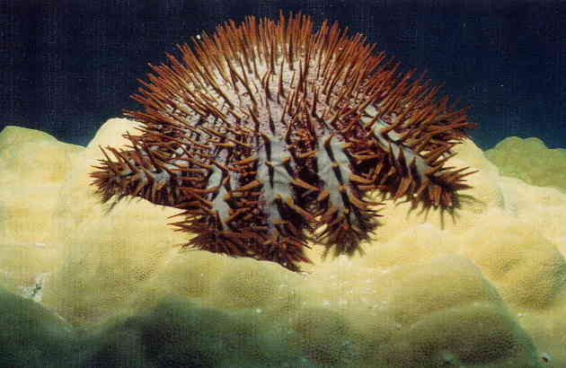 Photo-Crown of Thorns Starfish