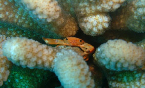 Photo-Crab in the Coral