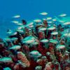 Photo-Of a school of Blue-Green Chromis