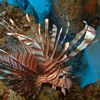 Photo-Of a Lionfish
