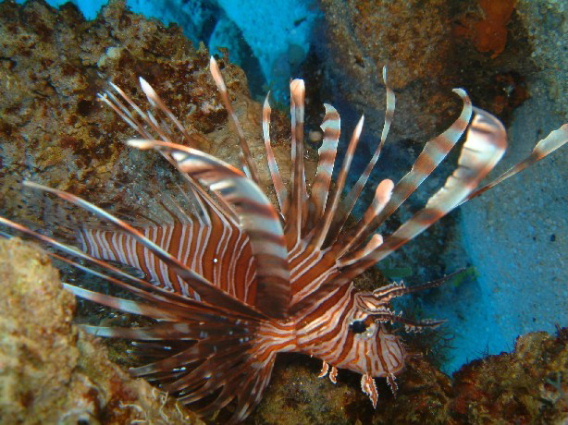Photo: Lionfish at A-Frame diving site