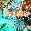 Photo-Of a Spotfin Lionfish
