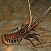 Photo-Spiney Lobster