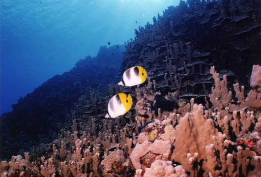 Pacific double-saddle butterflyfish