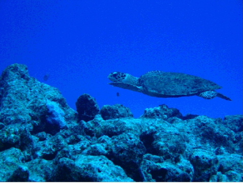 Hawksbill turtle buzzes divers
