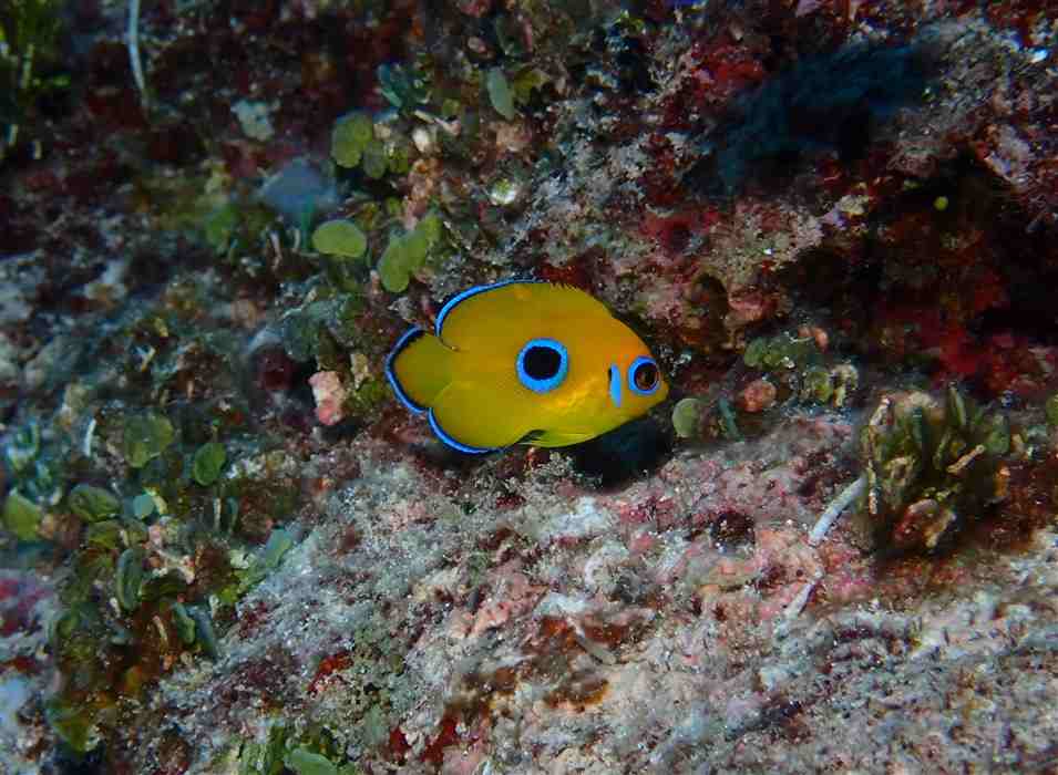 Juvenile Lemonpeel Angelfish