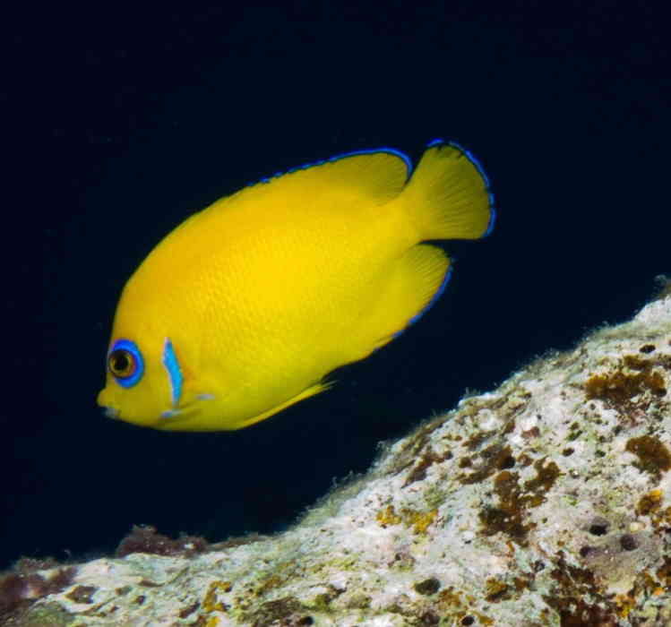 Adult Lemon Peel Angelfish