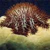 Crown of Thorns Starfish