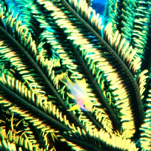 Crinoid with fish inside