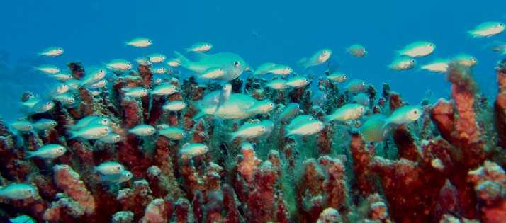 Blue-Green Chromis in the coral
