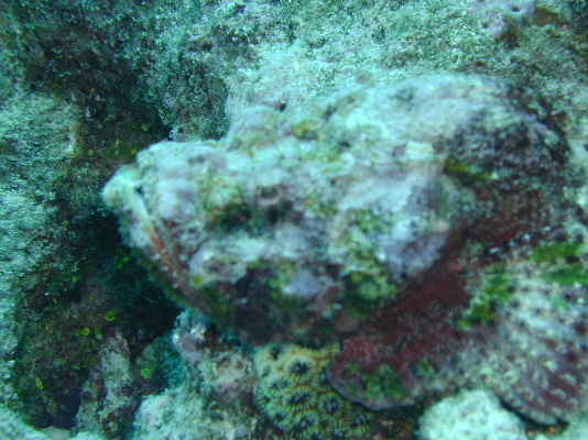 Photo: Devil Scorpionfish