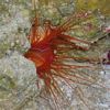 Electric Flame Scallop