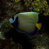 Emperor Angelfish