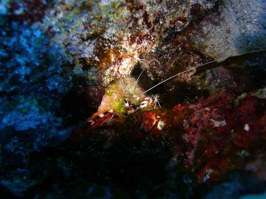 Photo: Banded Coral Shrimp