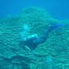 Diver and Coral