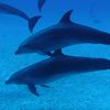 Dolphin pod underwater