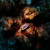 Chromodoris elizabethina nudibranch