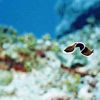 Flatworm
