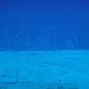 Spotted Garden Eels