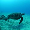 Green Turtle