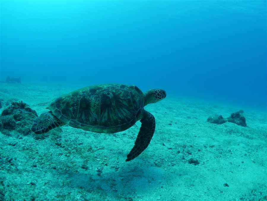Green Turtle Solo