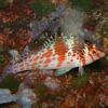 Falco Hawkfish