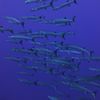 School of Barracuda