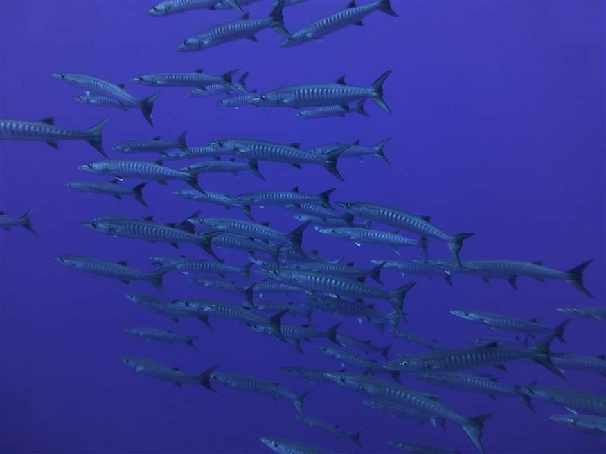 School of Barracudas