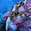 Sea Anemone with Two Clownfish
