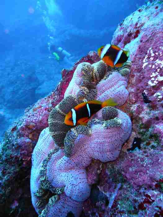 Sea Anemone and Clownfish