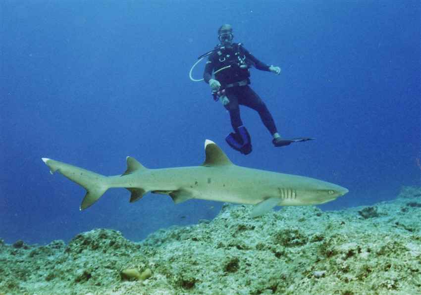 Diver and Whitetip Shark