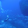 Diver and Skipjack School