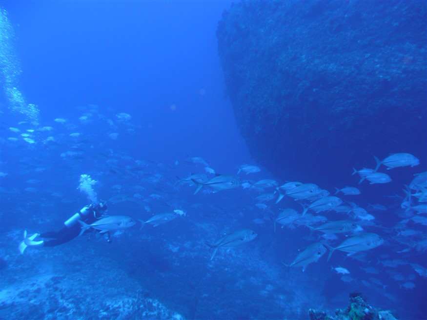 Diver and school of Skipjacks
