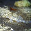 Innerspotted Sandgoby