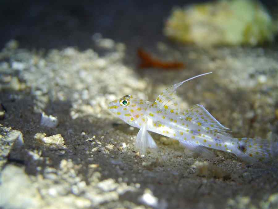 Innerspotted Sandgoby