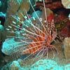A Spotfin lionfish looking for a place to hide
