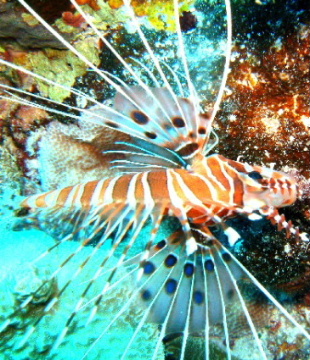 Spotfin Lionfish at A-Frame diving site