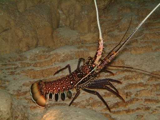 Lobster