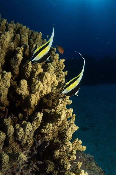 Pair of Moorish Idols