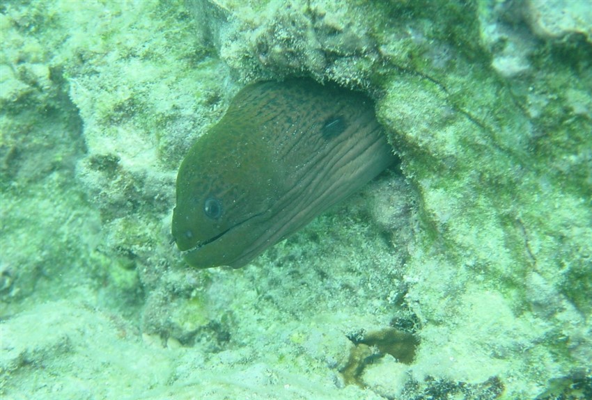 Giant Green Moray Eel