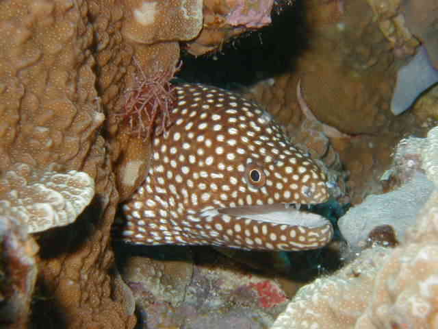 Whitemouth Moray Eel