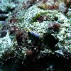 Nudibranch (Chromodoris elizabethia)