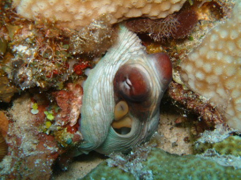 Octopus