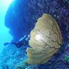 Large Sea Fan