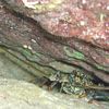 Spiny Lobster
