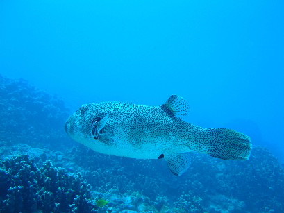 Star Puffer 