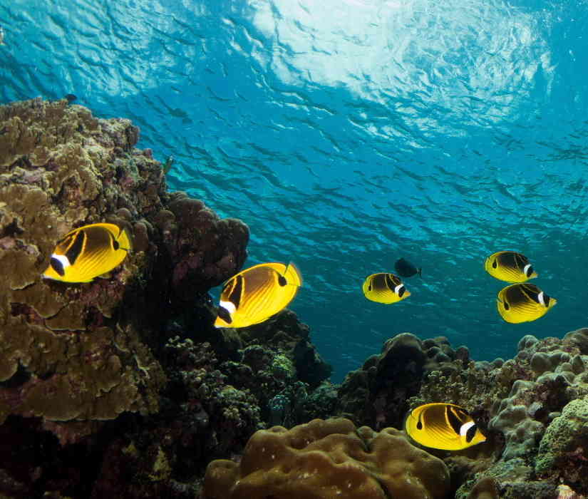 School of Raccoon Butterfly fish