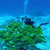 School of Blue-lined Snappers
