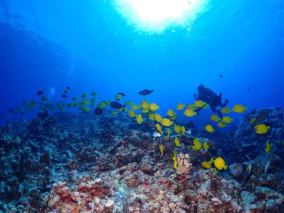 Large school of Yellow Tangs