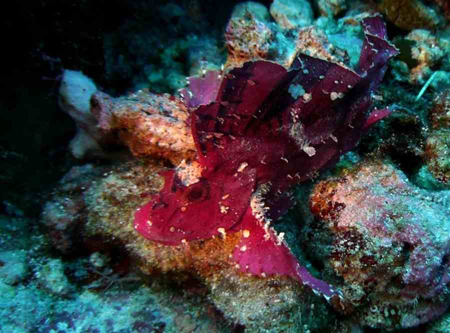 Red Scorpion Leaf Fish